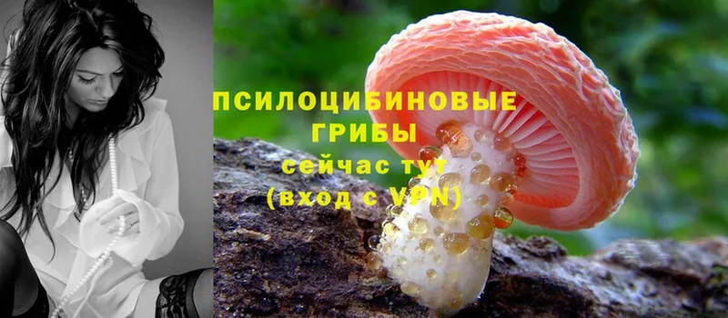 ссылка на мегу зеркало  Карасук  Псилоцибиновые грибы Psilocybe 